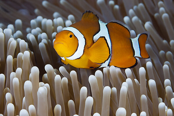 Echter Clown-Anemonenfisch, Amphiprion percula, Osprey Reef, Korallenmeer, Australien