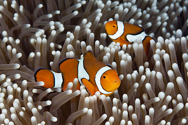 Echter Clown-Anemonenfisch, Amphiprion percula, Osprey Reef, Korallenmeer, Australien