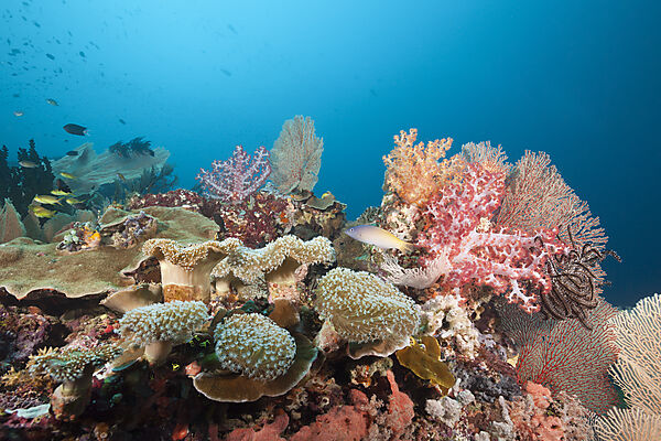 Coral Reef Scenery, Florida Islands, Solomon Islands