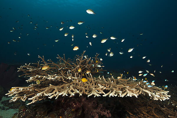 Chromis over Corals, Chromis sp., Florida Islands, Solomon Islands