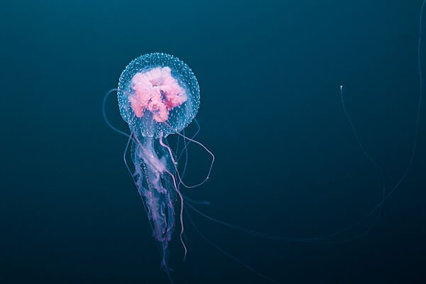 Leuchtqualle, Pelagia noctiluca, Florida Islands, Salomonen