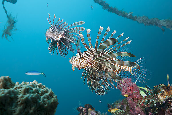 Rotfeuerfische am Mbike Wrack, Pterois volitans, Florida Islands, Salomonen