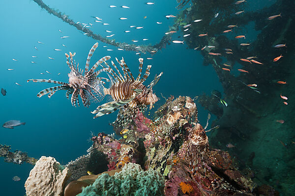 Rotfeuerfische am Mbike Wrack, Pterois volitans, Florida Islands, Salomonen