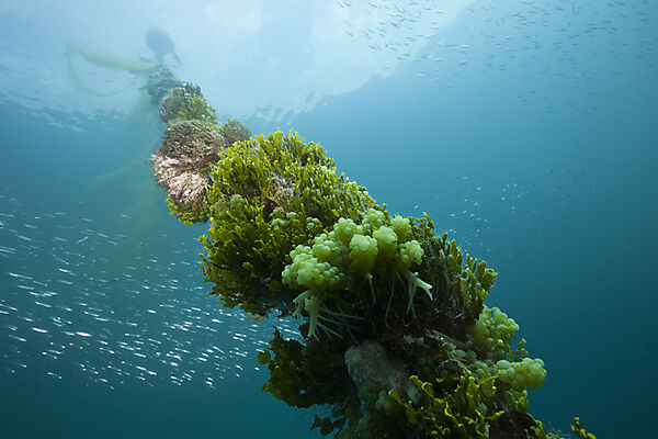 Bewachsene Ankerkette am Mbike Wrack, Florida Islands, Salomonen