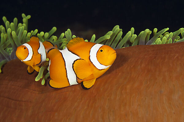 Pair of Clown Anemonefish, Amphiprion ocellaris, Florida Islands, Solomon Islands