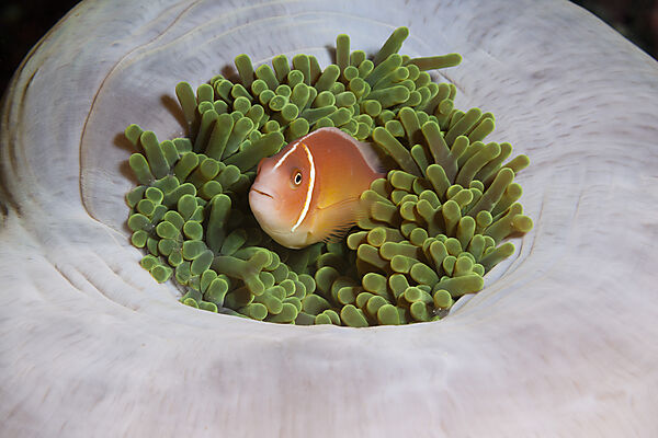 Pink Anemonefish, Amphiprion perideraion, Florida Islands, Solomon Islands