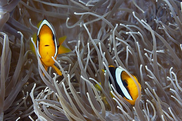 Pair of Clarks Anemonenfish, Amphiprion clarkii, Florida Islands, Solomon Islands
