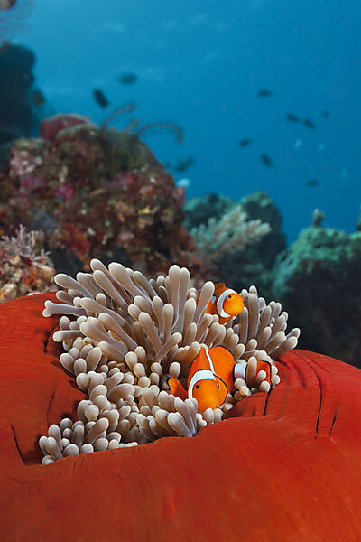 Pair of Clown Anemonefish, Amphiprion ocellaris, Florida Islands, Solomon Islands