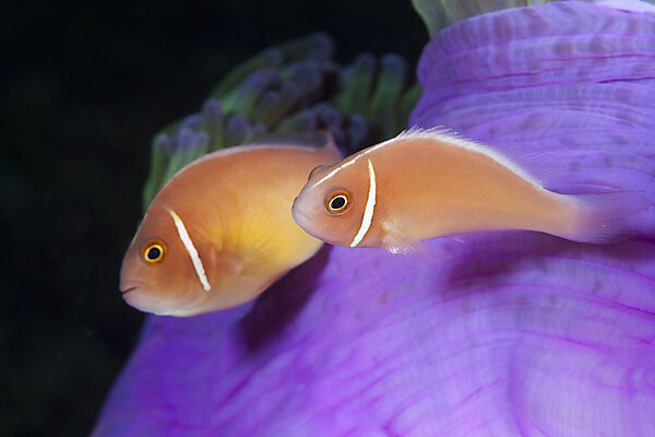Pink Anemonefish, Amphiprion perideraion, Florida Islands, Solomon Islands