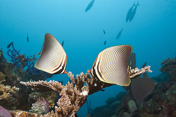 Pair of Eastern Triangle Butterflyfish, Chaetodon baronessa, Russell Islands, Solomon Islands