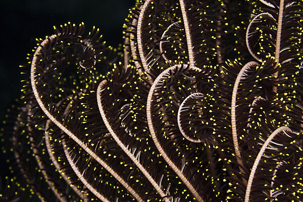 Tentacle of Common Crinoid, Lamprometra palmata, Russell Islands, Solomon Islands