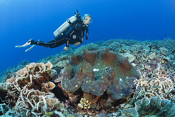 Moerdermuschel im Riff, Tridacna squamosa, Mary Island, Salomonen