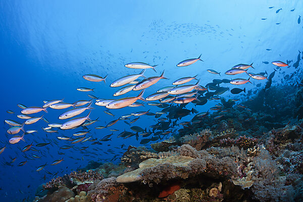 Shoal of Neon Fusilier, Pterocaesio tile, Mary Island, Solomon Islands