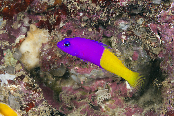 Royal Dottyback, Pseudochromis paccagnellae, Marovo Lagoon, Solomon Islands
