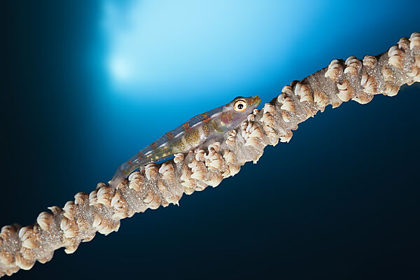 Whip Coral Goby, Bryaninops youngei, Marovo Lagoon, Solomon Islands