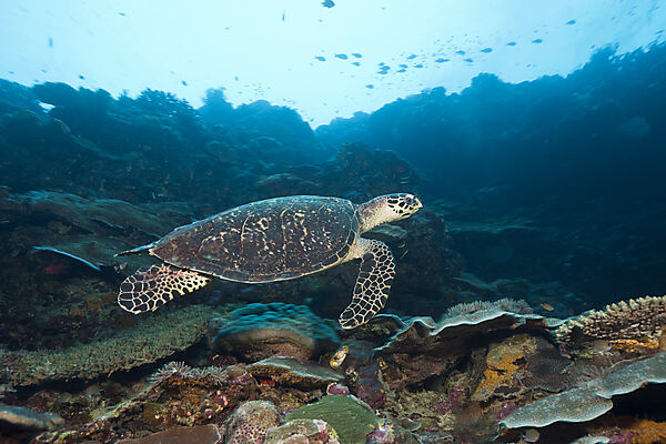 Hawksbill Sea Turtle, Eretmochelys imbricata, Marovo Lagoon, Solomon Islands