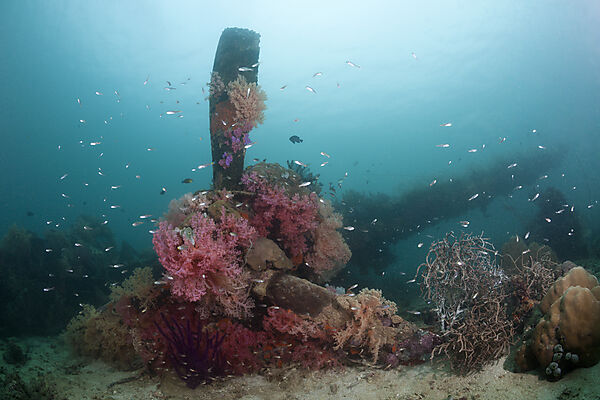 Lockheed P-388 Lightning Fighter Aircraft Wreck, Marovo Lagoon, Solomon Islands