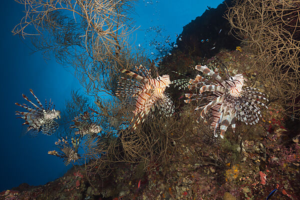 Red Lionfish, Pterois volitans, Marovo Lagoon, Solomon Islands