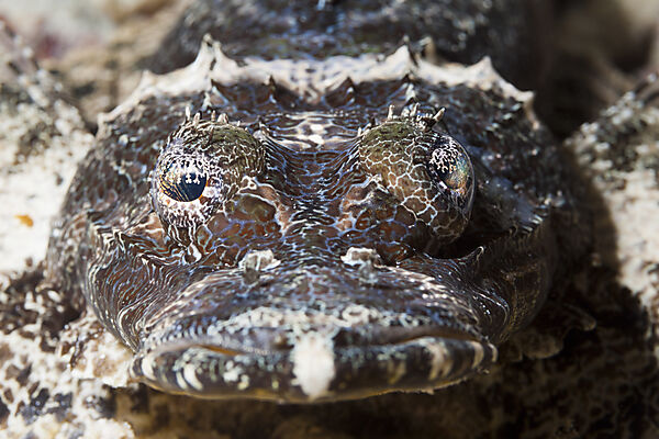 Beauforts Crocodilefish, Cymbacephalus beauforti, Marovo Lagoon, Solomon Islands