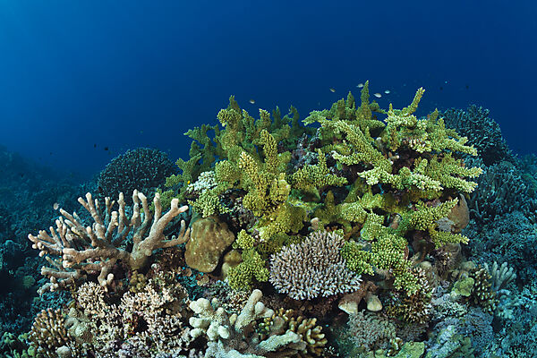 Hard Coral Reef, Marovo Lagoon, Solomon Islands