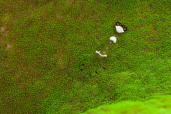 Commensal Shrimp, Periclimenes sp., Marovo Lagoon, Solomon Islands