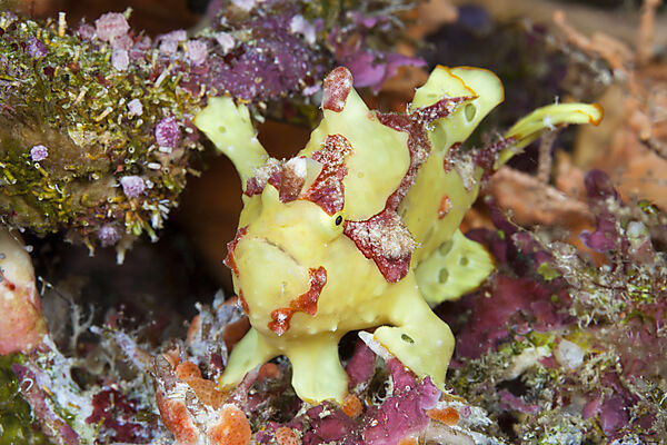 Spotted Frogfish, Antennarius pictus, Marovo Lagoon, Solomon Islands