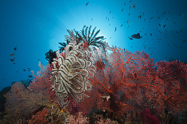 Sea Fan in Coral Reef, Melithaea sp., Marovo Lagoon, Solomon Islands