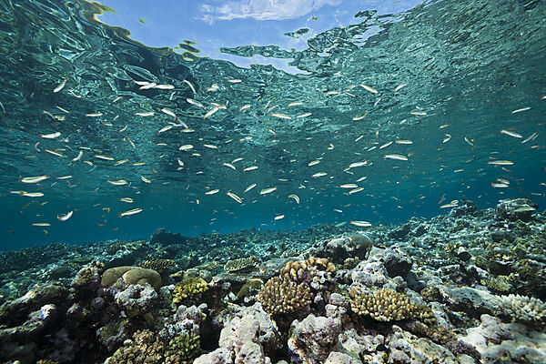 Sardine Fusilier over Reef Top, Dipteryginotus balteatus, Marovo Lagoon, Solomon Islands