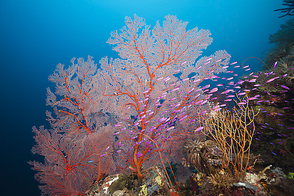 Yellowback Anthias in Coral Reef, Pseudanthias cf tuka, Marovo Lagoon, Solomon Islands