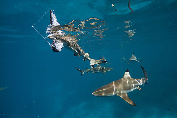 Feeding of Blacktip Reef Shark, Carcharhinus melanopterus, Marovo Lagoon, Solomon Islands