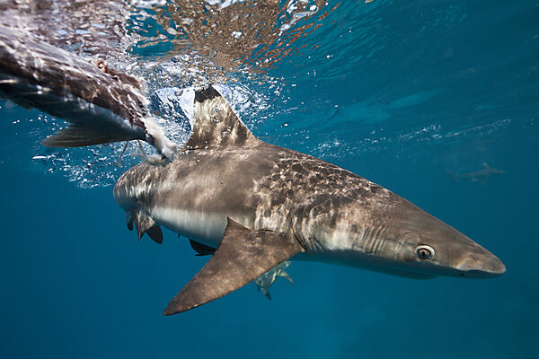 Feeding of Blacktip Reef Shark, Carcharhinus melanopterus, Marovo Lagoon, Solomon Islands