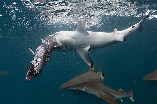 Feeding of Blacktip Reef Shark, Carcharhinus melanopterus, Marovo Lagoon, Solomon Islands