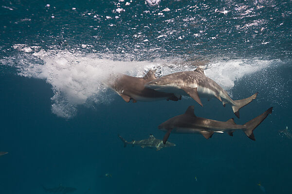 Feeding of Blacktip Reef Shark, Carcharhinus melanopterus, Marovo Lagoon, Solomon Islands