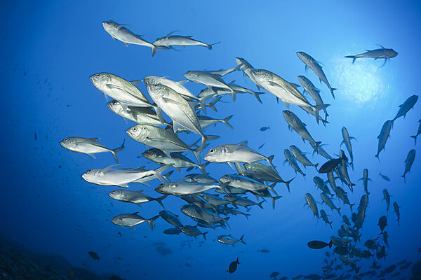 Shoal of Bigeye Trevally, Caranx sexfasciatus, Marovo Lagoon, Solomon Islands