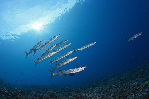 Shoal of Blackfin Barracuda, Sphyraena qenie, Mary Island, Solomon Islands