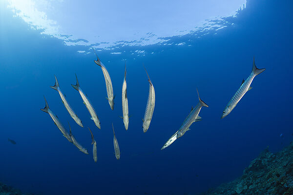 Shoal of Blackfin Barracuda, Sphyraena qenie, Mary Island, Solomon Islands