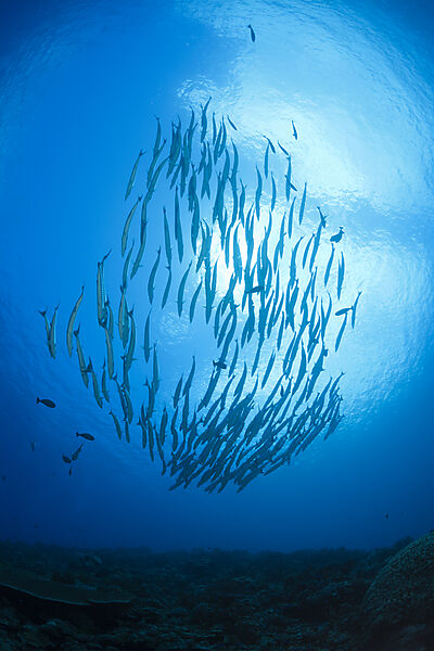 Shoal of Blackfin Barracuda, Sphyraena qenie, Mary Island, Solomon Islands