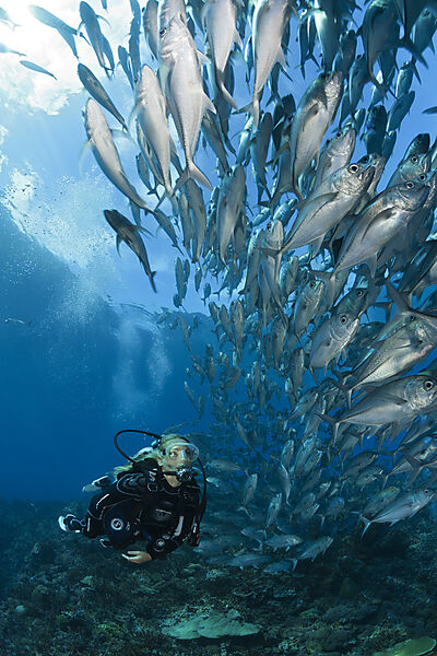Taucher und Schwarm Großaugen-Stachelmakrelen, Caranx sexfasciatus, Mary Island, Salomonen