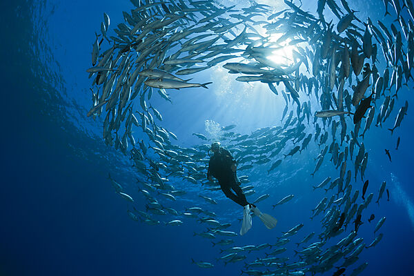Taucher und Schwarm Großaugen-Stachelmakrelen, Caranx sexfasciatus, Mary Island, Salomonen