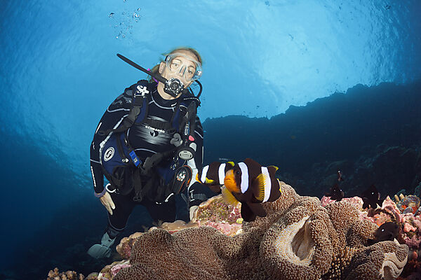 Taucher und Paar Clarks Anemonenfische, Amphiprion clarkii, Russell-Inseln, Salomonen