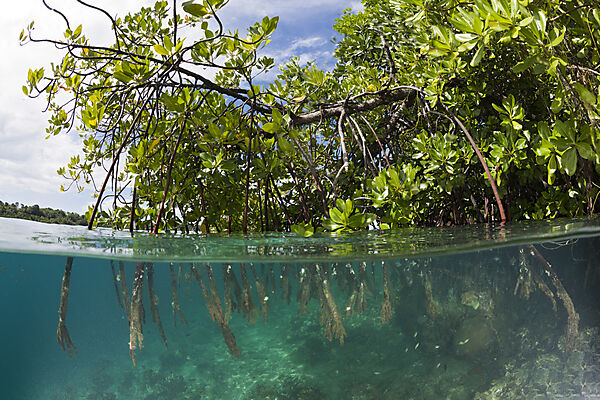 Stilt Roots of Mangrove Tree, Rhizophora sp., Russell Islands, Solomon Islands