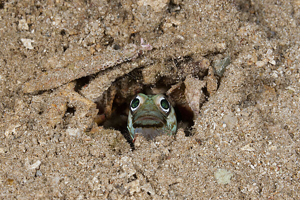 Brunnenbauer Kieferfisch, Opistognathus sp., Russell-Inseln, Salomonen