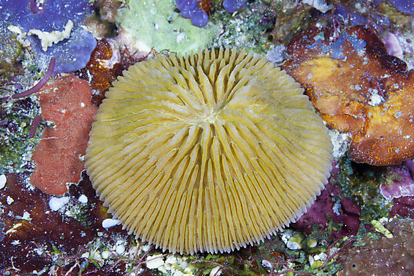 Pilzkoralle, Fungia fungites, Florida Islands, Salomonen