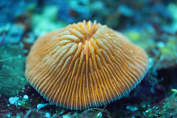 Fluoreszierende Pilzkoralle, Fungia fungites, Florida Islands, Salomonen
