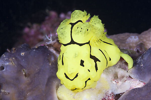 Gelbe Neonsternschnecke, Notodoris minor, Florida Islands, Salomonen
