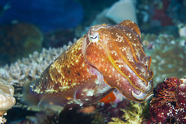 Breitkeulen-Sepie, Sepia latimanus, Florida Islands, Salomonen