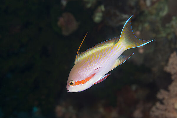Gruener Fahnenbarsch, Pseudanthias huchtii, Florida Islands, Salomonen