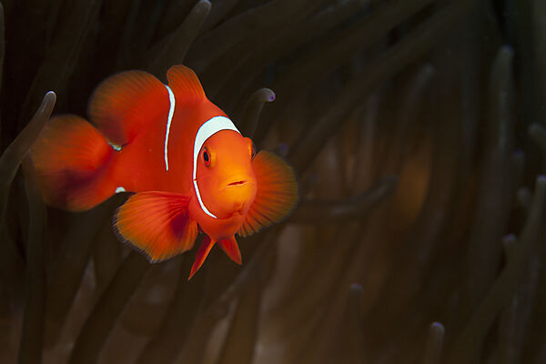 Spinecheek Clownfish, Premnas aculeatus, Florida Islands, Solomon Islands