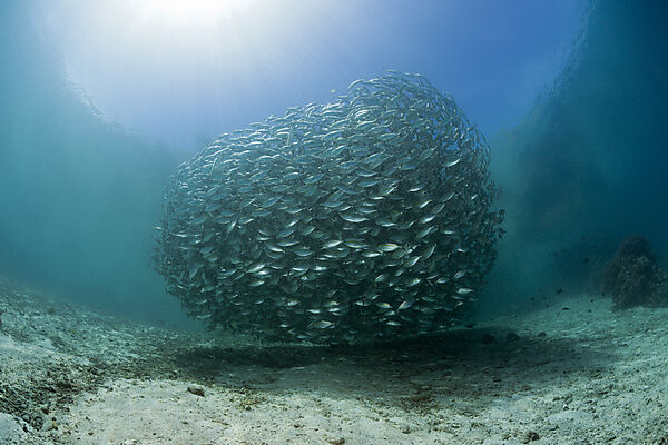 Schwarm Ochsenaugen-Makrelen, Selar boops, Florida Islands, Salomonen
