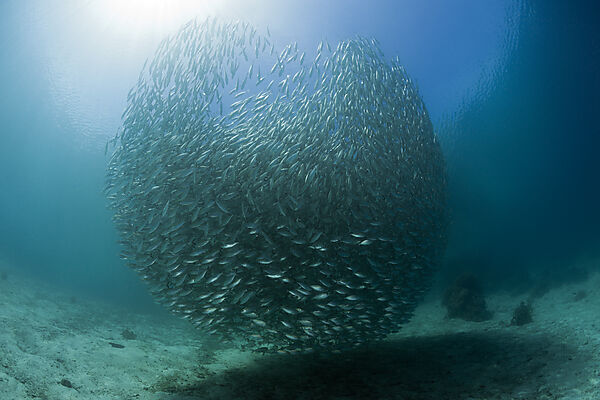 Schwarm Ochsenaugen-Makrelen, Selar boops, Florida Islands, Salomonen